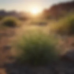 Diverse grass varieties suited for Arizona landscapes