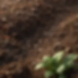 A collection of various soil types for gardening