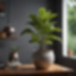 Elegant ceramic pot showcasing a fiddle leaf fig tree