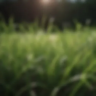 Close-up of healthy grass blades