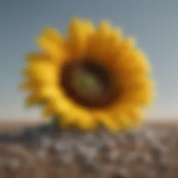 Vibrant sunflower seeds ready for planting