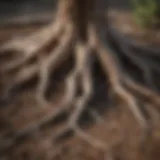 Close-up of tree roots exposed in soil