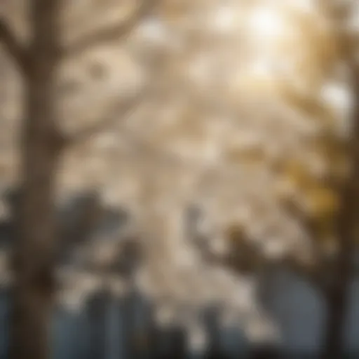 Close-up view of a tree with white leaves in sunlight