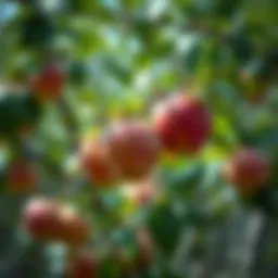 The Easiest Apple Tree to Grow: A Comprehensive Guide Introduction