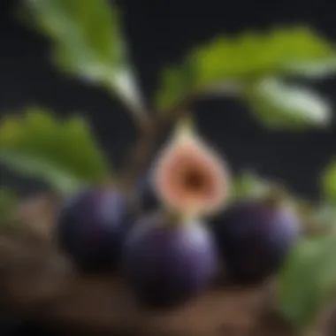 Close-up of fig fruits on the branch