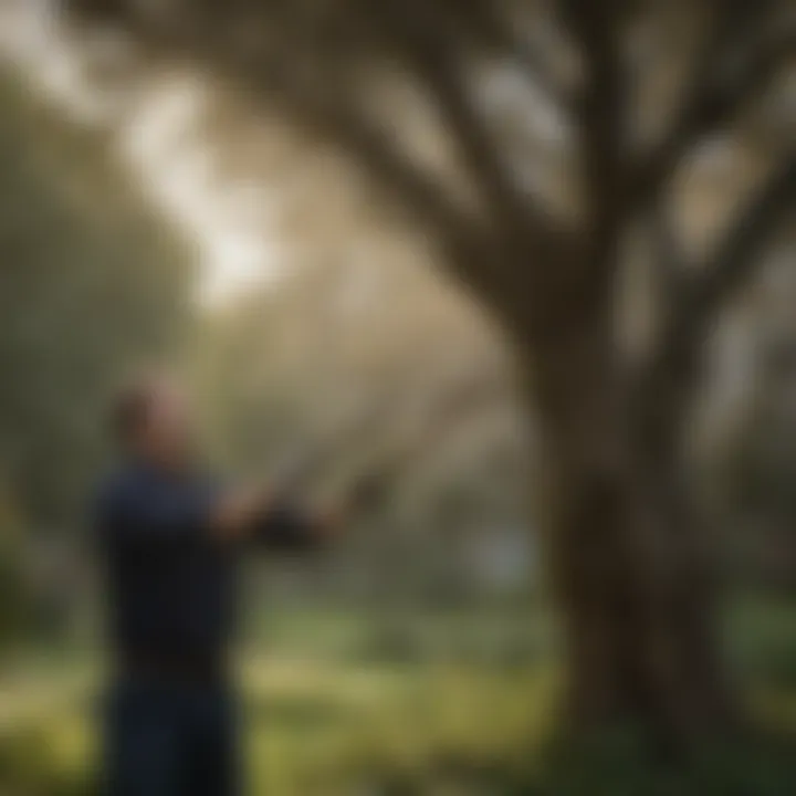 Illustration of proper pruning techniques for magnolia trees