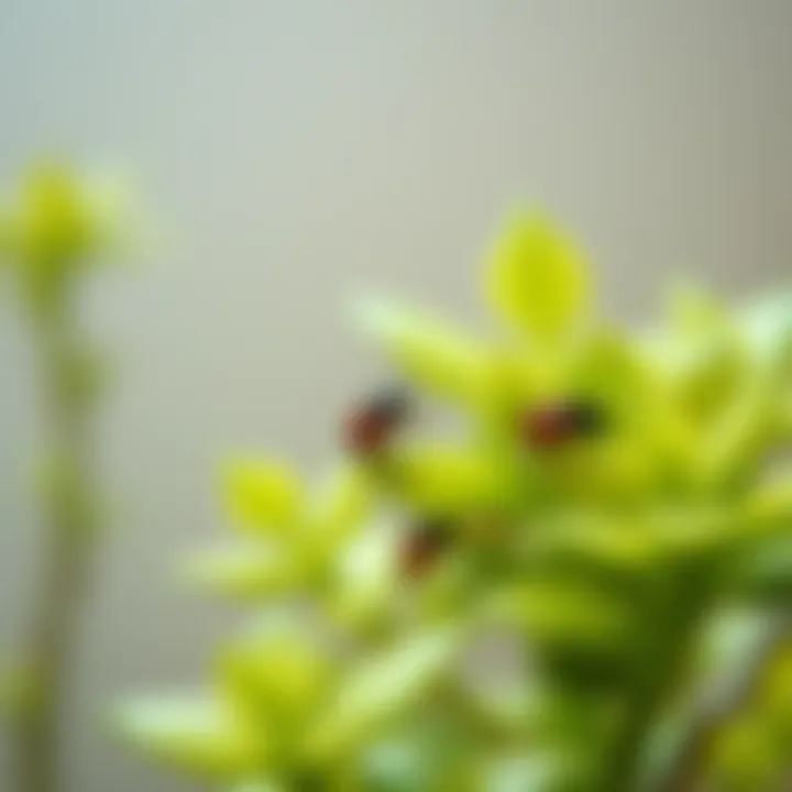 Notable Tiny Bugs on Plants: Understanding, Identifying, and Managing Infestations