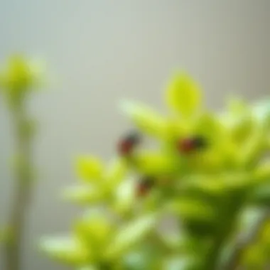 Notable Tiny Bugs on Plants: Understanding, Identifying, and Managing Infestations Notable Tiny Bugs on Plants: Understanding, Identifying, and Managing Infestations