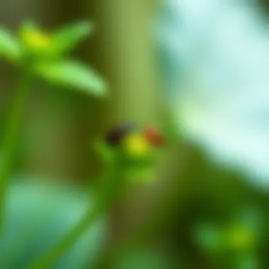 Tiny Bugs on Plants: Understanding, Identifying, and Managing Infestations Summary Tiny Bugs on Plants: Understanding, Identifying, and Managing Infestations Summary