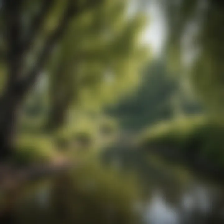 Dense growth of willow trees near a water body