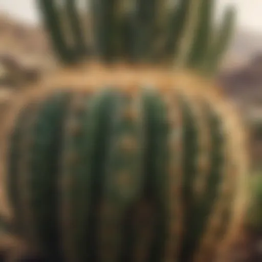 A close-up view of a cactus with new growth