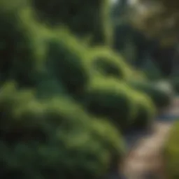 Lush evergreen bushes thriving in a garden setting