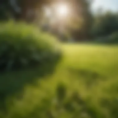 Lush green lawn under the sun