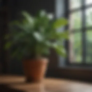 Healthy Houseplants Post Treatment Healthy houseplants thriving after gnat treatment