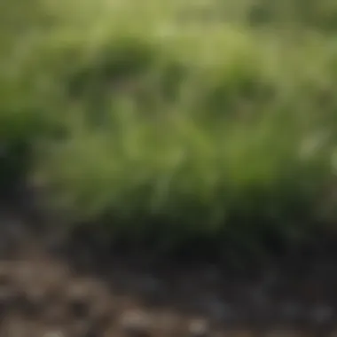 Close-up view of patchy grass showing uneven color and texture