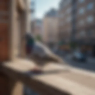 Close-up of a pigeon inspecting urban surroundings.