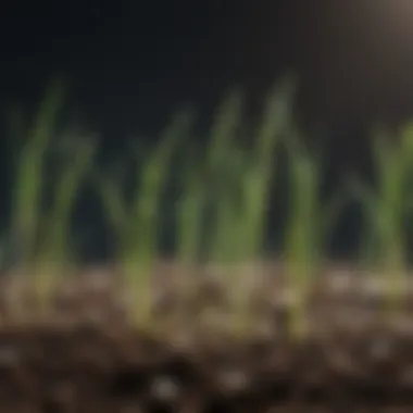 Close-up of germinating grass seeds showcasing early root development