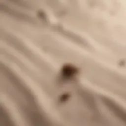 Close-up of tiny brown bugs on a bed sheet