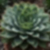 Close-up of a succulent plant showcasing its water-storing leaves