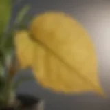 Close-up of a yellowing leaf on an indoor plant