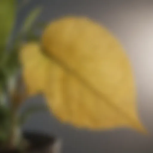 Close-up of a yellowing leaf on an indoor plant