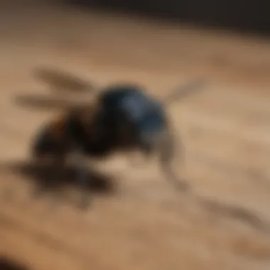 Close-up of a carpenter bee resting on wood