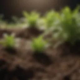 Close-up view of healthy soil with visible nutrients