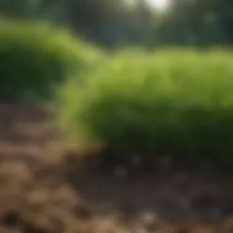 Vibrant green grass thriving in a healthy soil environment