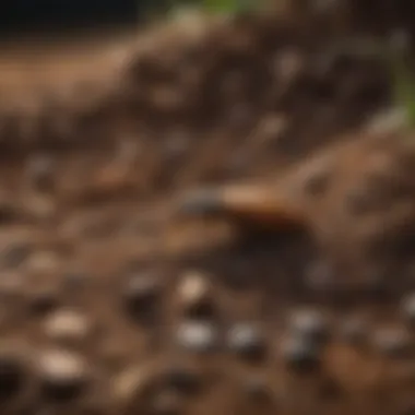 Close-up of soil with beneficial insects