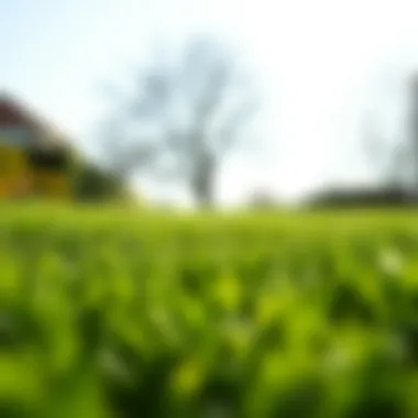The Results of Effective Spring Overseeding A vibrant lawn post-overseeding with healthy growth