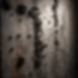 Close-up of black mold on a wall