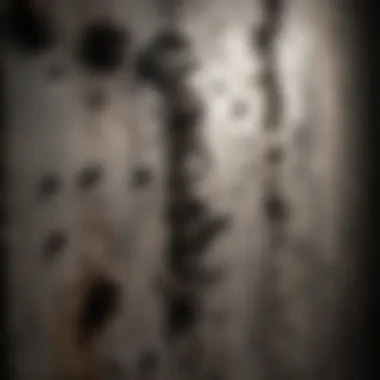 Close-up of black mold on a wall