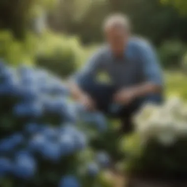 A gardener tending to hydrangeas in a sunny garden