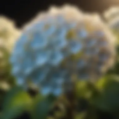 Illuminated Hydrangea Blooms Close-up of hydrangea blooms with sun rays illuminating petals