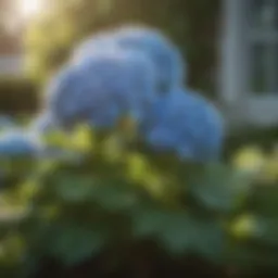A vibrant hydrangea bush basking in full sunlight