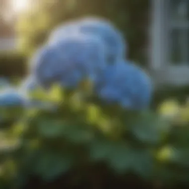 Hydrangea Bush in Full Sunlight A vibrant hydrangea bush basking in full sunlight