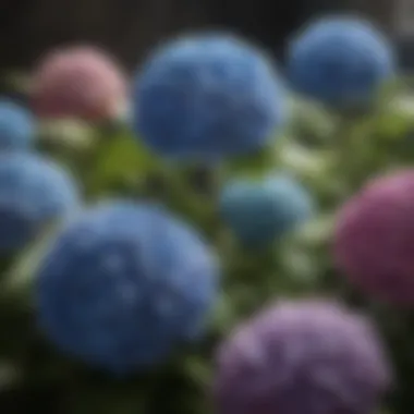 Variety of Hydrangea Species Different species of hydrangeas showcasing their unique colors