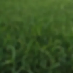 Close-up of Xtreme Green Grass Seed showcasing its vibrant color and unique texture